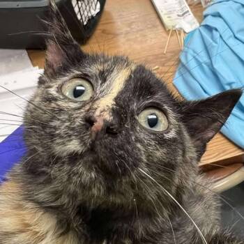 Rescue Domestic Short Hair Cats for Adoption in Buffalo, Wyoming - Hestia | PetCurious