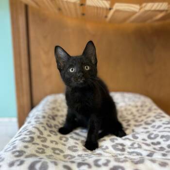 Marathon--In Foster -  Domestic Short Hair Cat for Adoption in Fargo, North Dakota - Marathon--In Foster | PetCurious