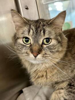 Goombus -  Domestic Medium Hair Cat for Adoption in Wichita, Kansas - Goombus | PetCurious