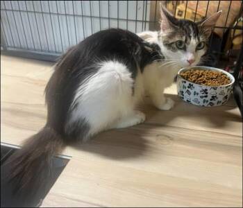 Bell -  Domestic Long Hair Cat for Adoption in Knoxville, Georgia - Bell | PetCurious