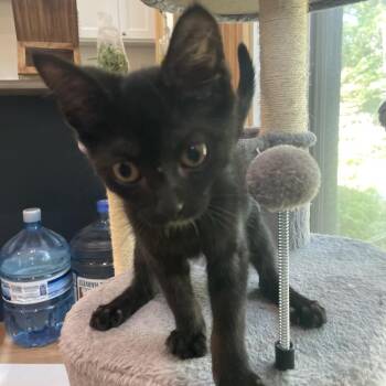 Inky -  Domestic Short Hair Cat for Adoption in Bloomington, Illinois - Inky | PetCurious