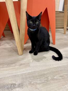 Rescue Domestic Short Hair Cats for Adoption in Tustin, California - Kurt | PetCurious