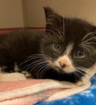 Rescue Domestic Short Hair Cats for Adoption in Mason City, Iowa - Myles | PetCurious