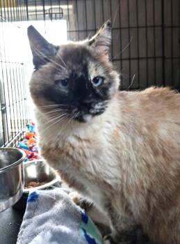 Flip Flop -  Domestic Short Hair and Siamese Cat for Adoption in Ogden, Utah - Flip Flop | PetCurious