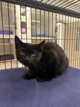 LuLu  (Hamilton) -  Domestic Short Hair Cat for Adoption in Johnson City, Tennessee - LuLu  (Hamilton) | PetCurious