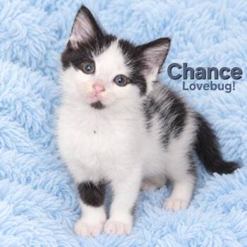 Chance -  Domestic Short Hair Cat for Adoption in Quincy, Ohio - Chance | PetCurious