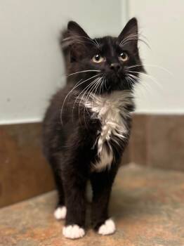Domestic Long Hair Cats Available for Adoption - Declan | PetCurious
