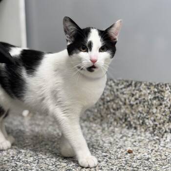 Domestic Short Hair Cats Available for Adoption - Jaxon | PetCurious