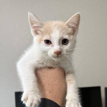 Muffin -  Domestic Short Hair Cat for Adoption in San Diego, California - Muffin | PetCurious
