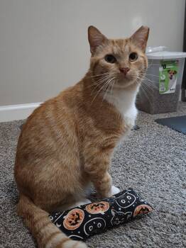 Garfield -  Domestic Short Hair Cat for Adoption in Sandy Springs, Georgia - Garfield | PetCurious