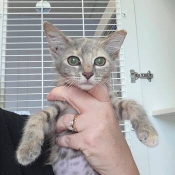 Breezy -  Domestic Short Hair Cat for Adoption in Port Richey, Florida - Breezy | PetCurious