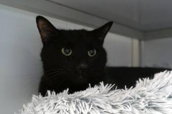 Domestic Short Hair Cats Available for Adoption in New Milford, Connecticut - Pywacket | PetCurious