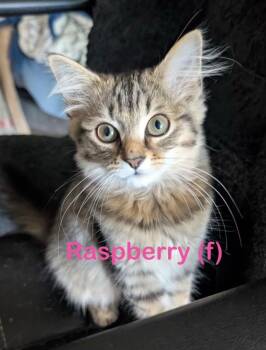 RASPBERRY Kitten (f) -  Domestic Long Hair Cat Available for Adoption in New Bern, North Carolina - RASPBERRY Kitten (f) | PetCurious