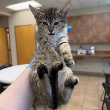Domestic Short Hair Cats Available for Adoption in Birmingham, Alabama - Fret | PetCurious