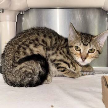 Strawberry Cheesecake -  Domestic Short Hair Cat for Adoption in Candler, North Carolina - Strawberry Cheesecake | PetCurious