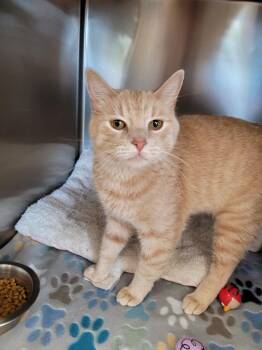 Jack Sparrow -  Domestic Short Hair Cat for Adoption in Logan, Utah - Jack Sparrow | PetCurious