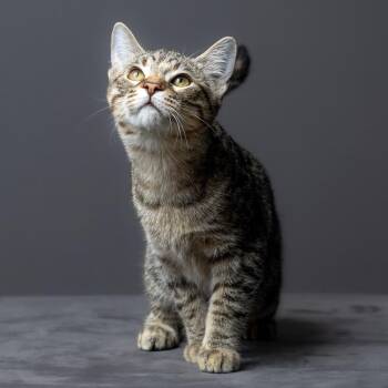 Twyla -  Domestic Short Hair Cat for Adoption in Columbia, Missouri - Twyla | PetCurious