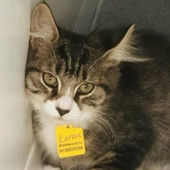 Karma - Quiet but Loving -  Tabby Cat for Adoption in Hoquiam, Washington - Karma - Quiet But Loving | PetCurious