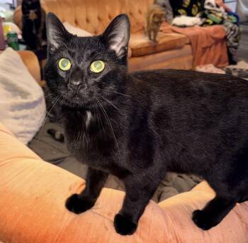 Bombay and Domestic Short Hair Cats Available for Adoption - Bean | PetCurious