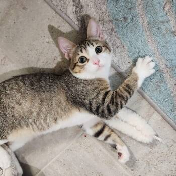 Rosie Andrade -  Domestic Short Hair Cat for Adoption in Morrison, Colorado - Rosie Andrade | PetCurious