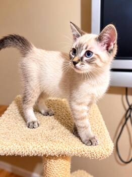Cody Napa -  Siamese Cat for Adoption in Napa, California - Cody Napa | PetCurious