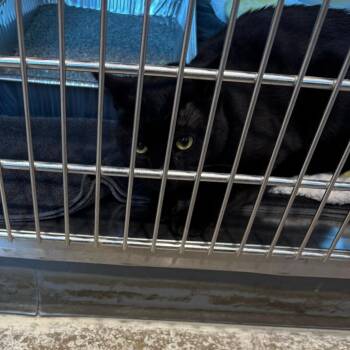 Cherry -  Domestic Short Hair Cat for Adoption in Matteson, Illinois - Cherry | PetCurious