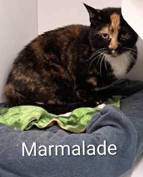 Marmalade -  Calico Cat for Adoption in Buffalo, New York - Marmalade | PetCurious