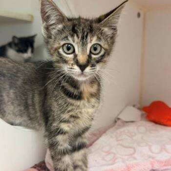 Cocoa -  Domestic Short Hair Cat for Adoption in Hawthorne, California - Cocoa | PetCurious