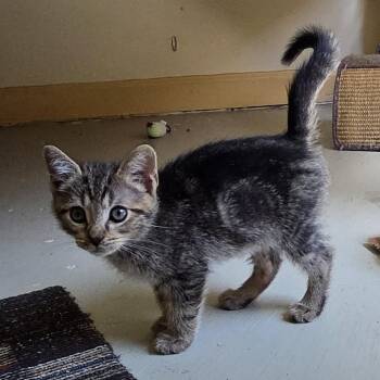 Nani -  Domestic Short Hair Cat for Adoption in West Palm Beach, Florida - Nani | PetCurious