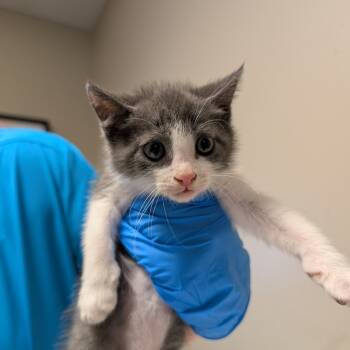 Rescue Domestic Short Hair Cats for Adoption - Velvet | PetCurious