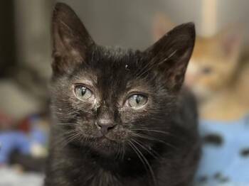 Roswell -  Domestic Short Hair Cat for Adoption in Portland, Oregon - Roswell | PetCurious