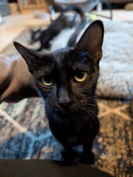 Rescue Domestic Short Hair Cats for Adoption in Fort Collins, Colorado - Jolene | PetCurious