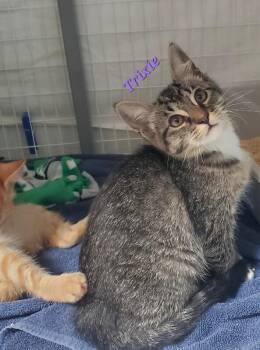 Trixie Nebula -  Domestic Short Hair Cat for Adoption in Diamond Springs, California - Trixie Nebula | PetCurious