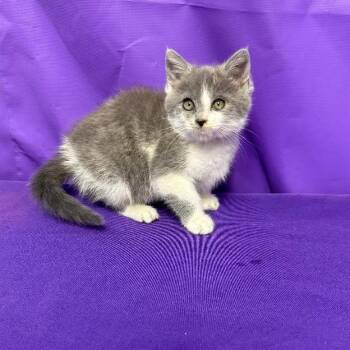 Camillia -  Domestic Medium Hair Cat Available for Adoption in North Myrtle Beach, South Carolina - Camillia | PetCurious