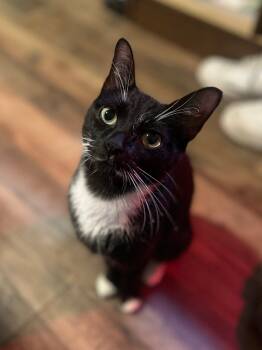 Rescue Domestic Short Hair Cats for Adoption in Fall River, Massachusetts - Flower | PetCurious