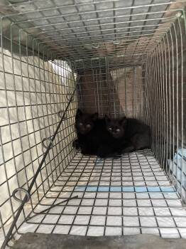 Fortune Teller -  Domestic Short Hair Cat for Adoption in Trenton, New Jersey - Fortune Teller | PetCurious