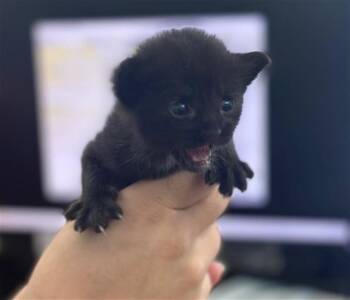 MIKE -  Domestic Short Hair Cat for Adoption in Dallas, Texas - MIKE | PetCurious