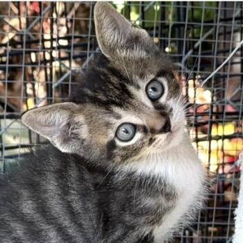 Tuna -  Domestic Short Hair Cat for Adoption in Larkfield-wikiup, California - Tuna | PetCurious