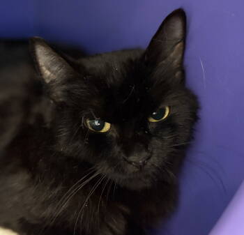 Rescue Domestic Medium Hair Cats for Adoption in Burlingame, California - Jenga | PetCurious