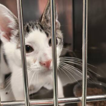Tupperware -  Domestic Short Hair Cat for Adoption in Philadelphia, Pennsylvania - Tupperware | PetCurious