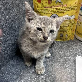 Archer -  Domestic Short Hair Cat for Adoption in Dyersburg, Tennessee - Archer | PetCurious