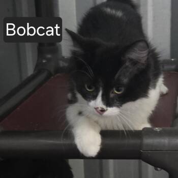 Bobcat -  Domestic Medium Hair Cat for Adoption in Snow Hill, North Carolina - Bobcat | PetCurious