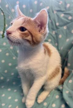 Marmalade -  Domestic Short Hair and Tabby Cat for Adoption in Walnut Creek, California - Marmalade | PetCurious