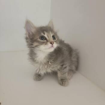 Domestic Long Hair Cats Available for Adoption in Phoenix, Arizona - Pudge | PetCurious