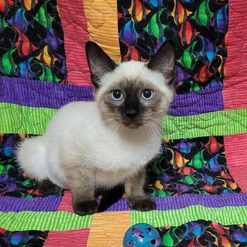 R Litter - ROXIE -  Domestic Short Hair and Siamese Cat for Adoption in Akron, Ohio - R Litter - ROXIE | PetCurious