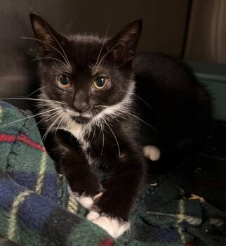 Gaga (Petsmart) -  Domestic Medium Hair Cat for Adoption in Ocala, Florida - Gaga (Petsmart) | PetCurious
