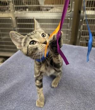 Jinx -  Domestic Short Hair Cat for Adoption in Westland, Michigan - Jinx | PetCurious