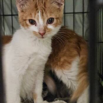 Rescue Domestic Medium Hair Cats for Adoption in Lake Jackson, Texas - Jim Bob | PetCurious