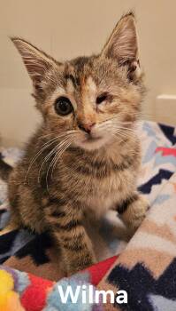 Wilma -  Domestic Short Hair Cat for Adoption in Columbus, Indiana - Wilma | PetCurious