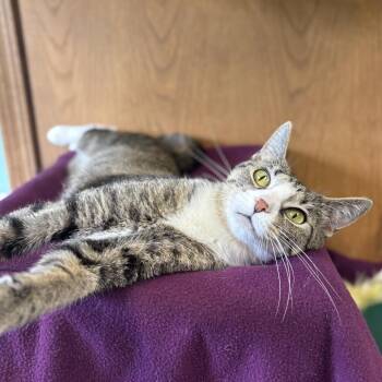 Lisbet--In Foster -  Domestic Short Hair Cat for Adoption in Fargo, North Dakota - Lisbet--In Foster | PetCurious
